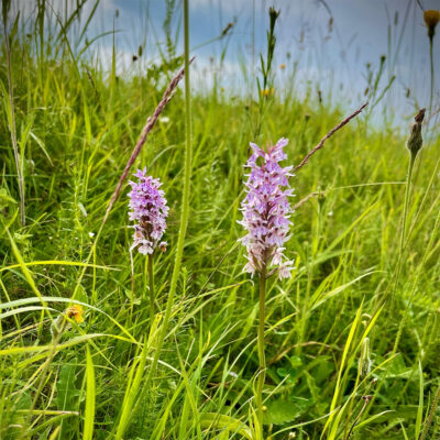 Orchids on Marten Down