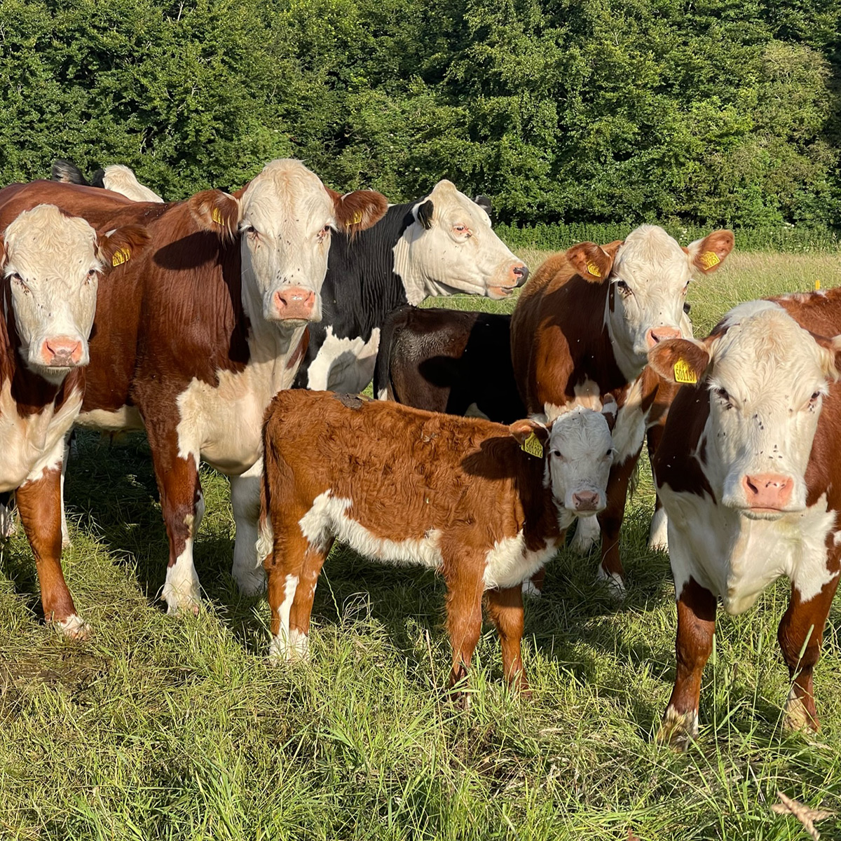 cows in grafton