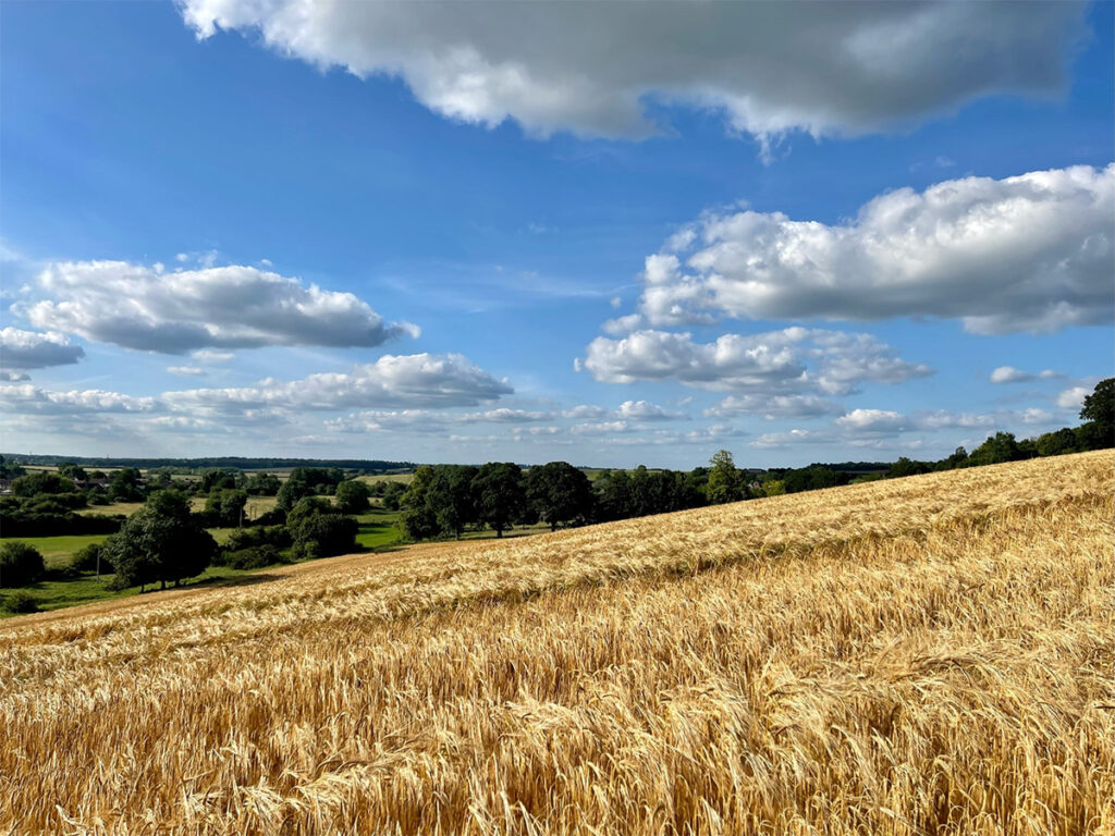 Grafton wheat field