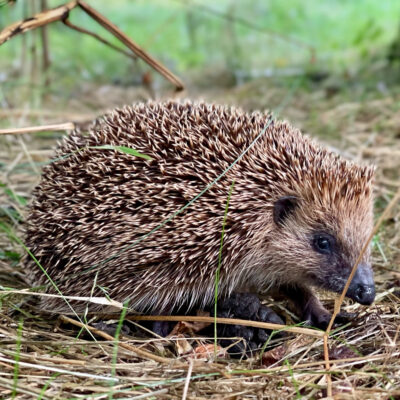 Hedgehog on Botley Down